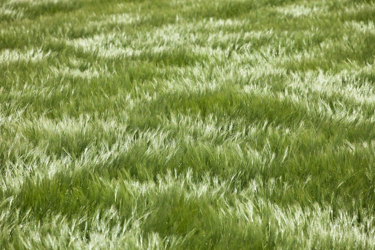 Мягкая трава