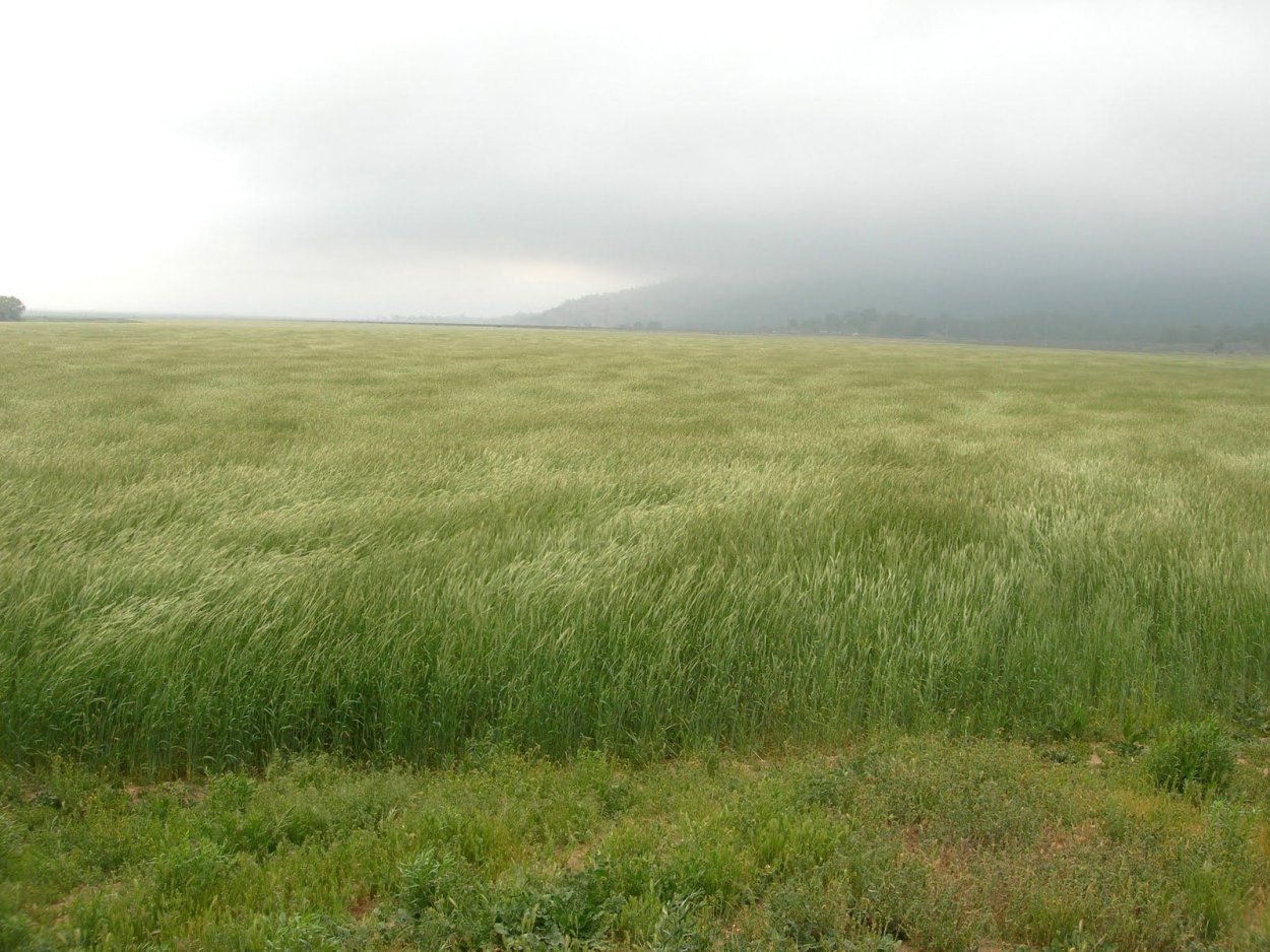 Травяное поле для фотошопа