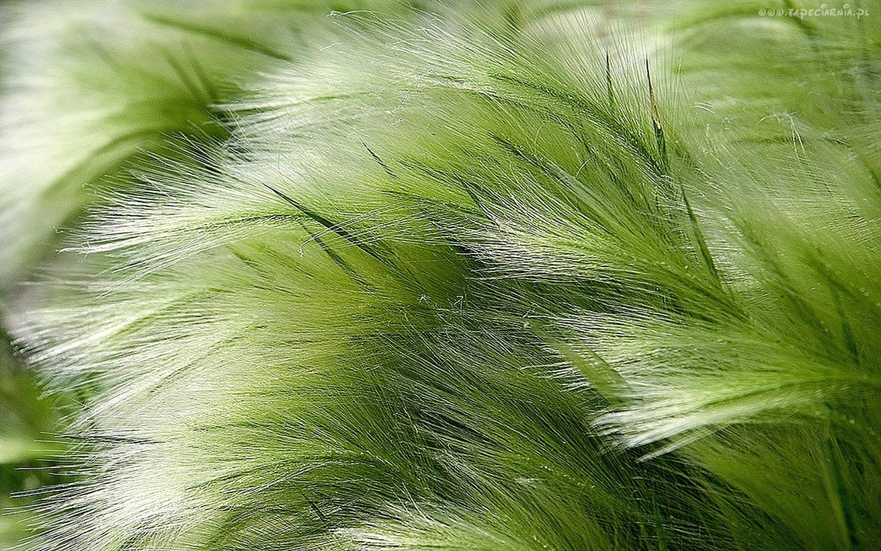 Ковыль трава Степная