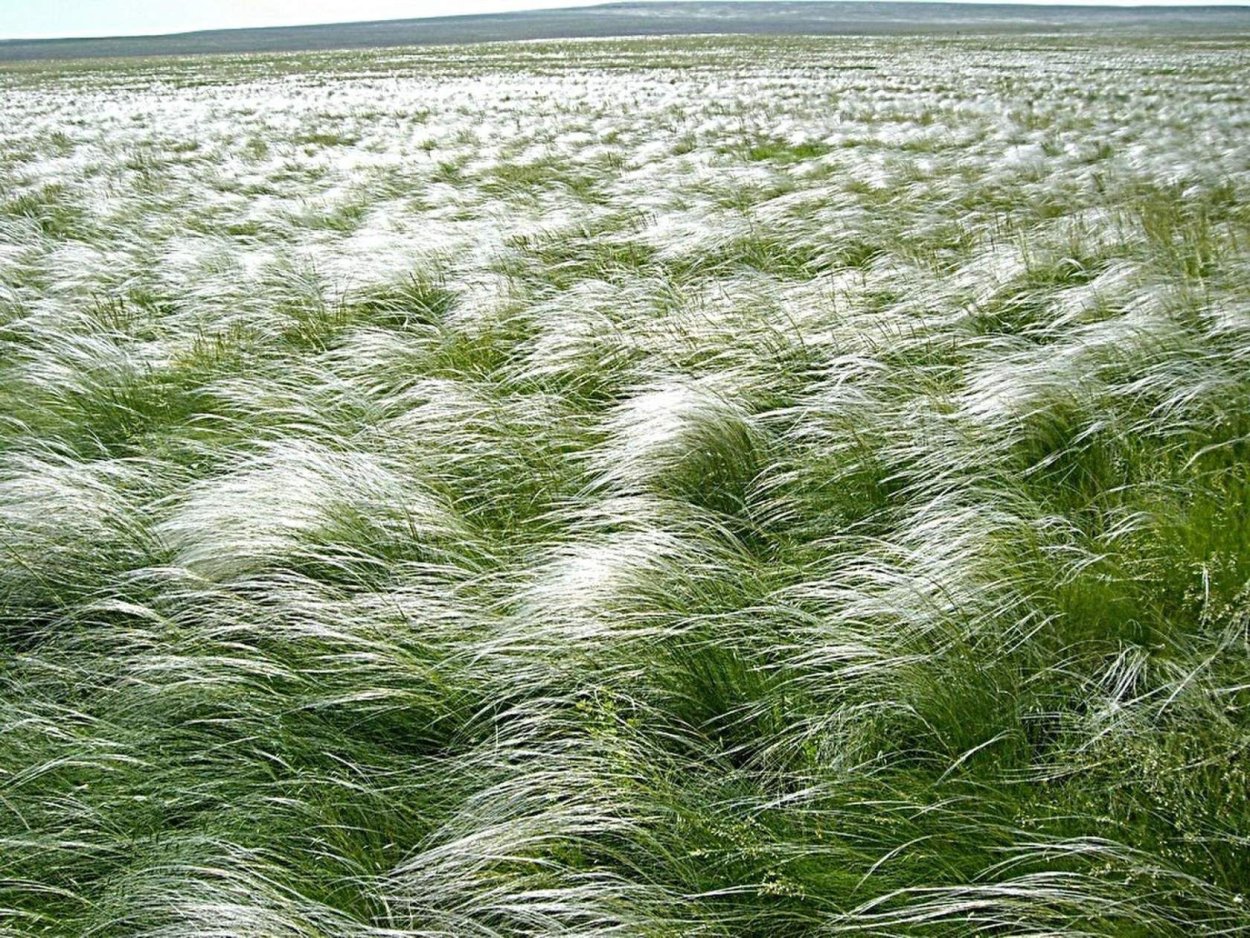 Оренбургский Степной ковыль