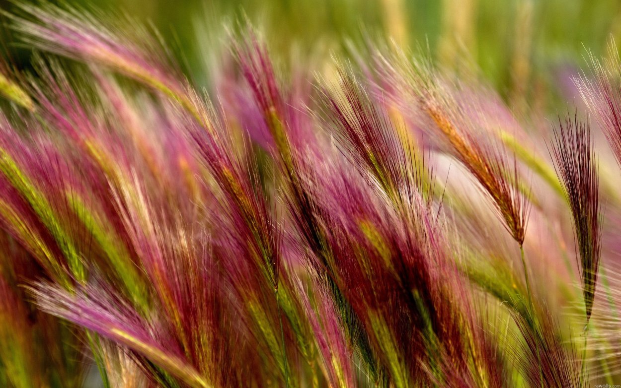 Stipa Rubens ковыль
