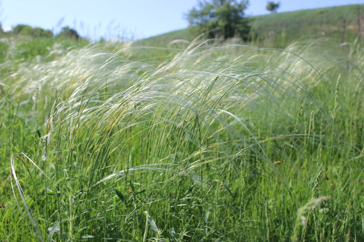 Пушистая трава в поле