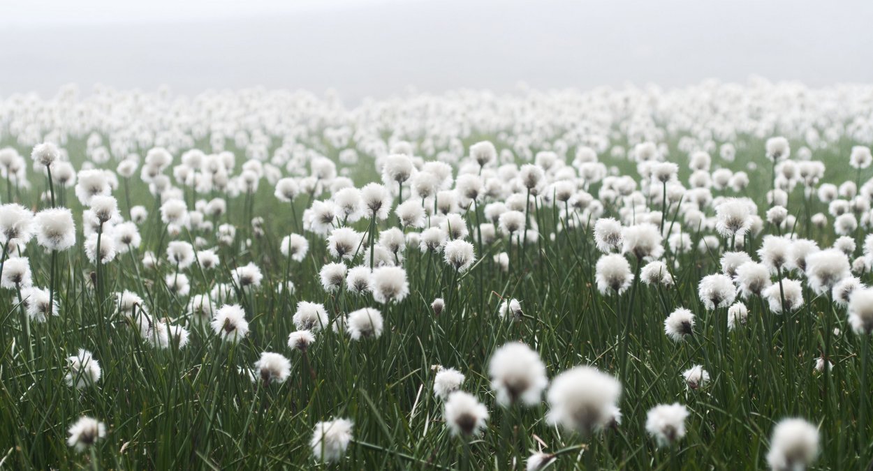 Поле с пушистые цветы