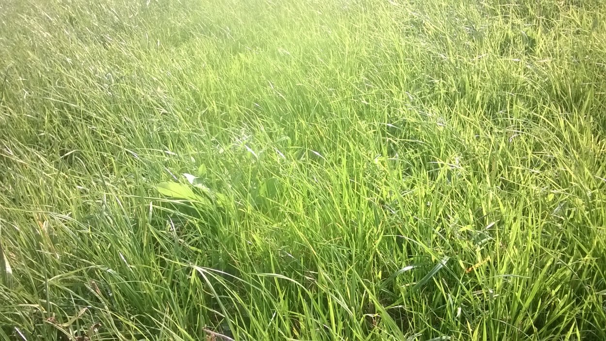 Райграс, Тимофеевка, овсяница, Житняк, мятлик