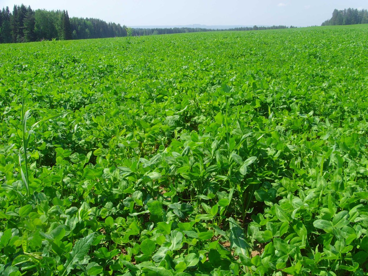 Люцерна хмелевидная газон