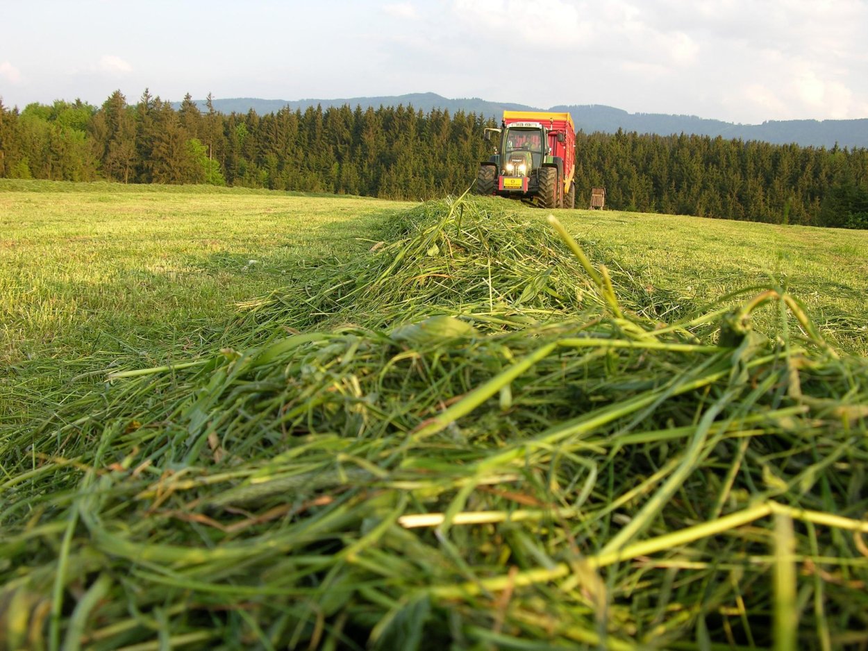 Силосование кормов