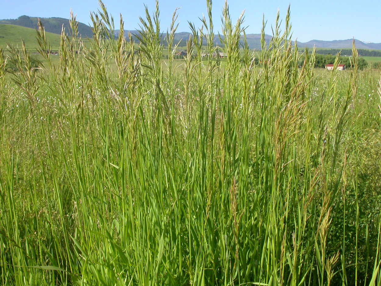 Bromus inermis