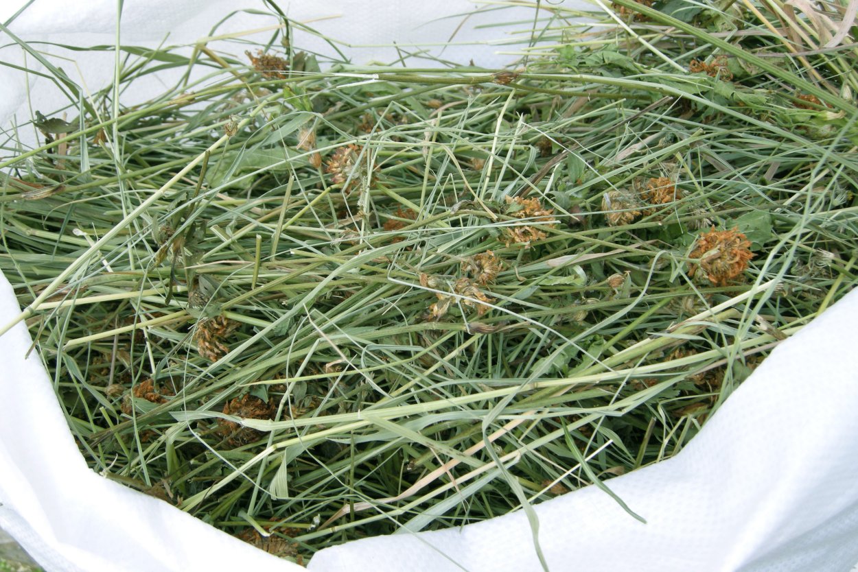 Сено для кроликов