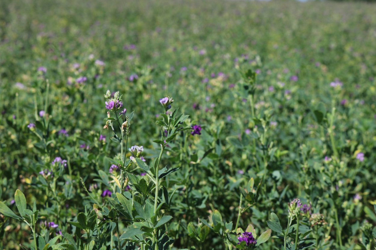 Люцерна бутонизация