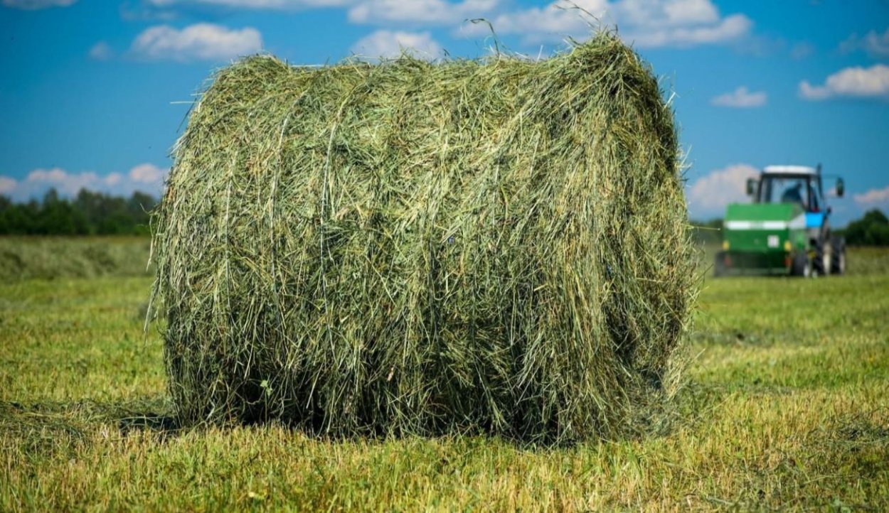 Сено в тюках 250 кг