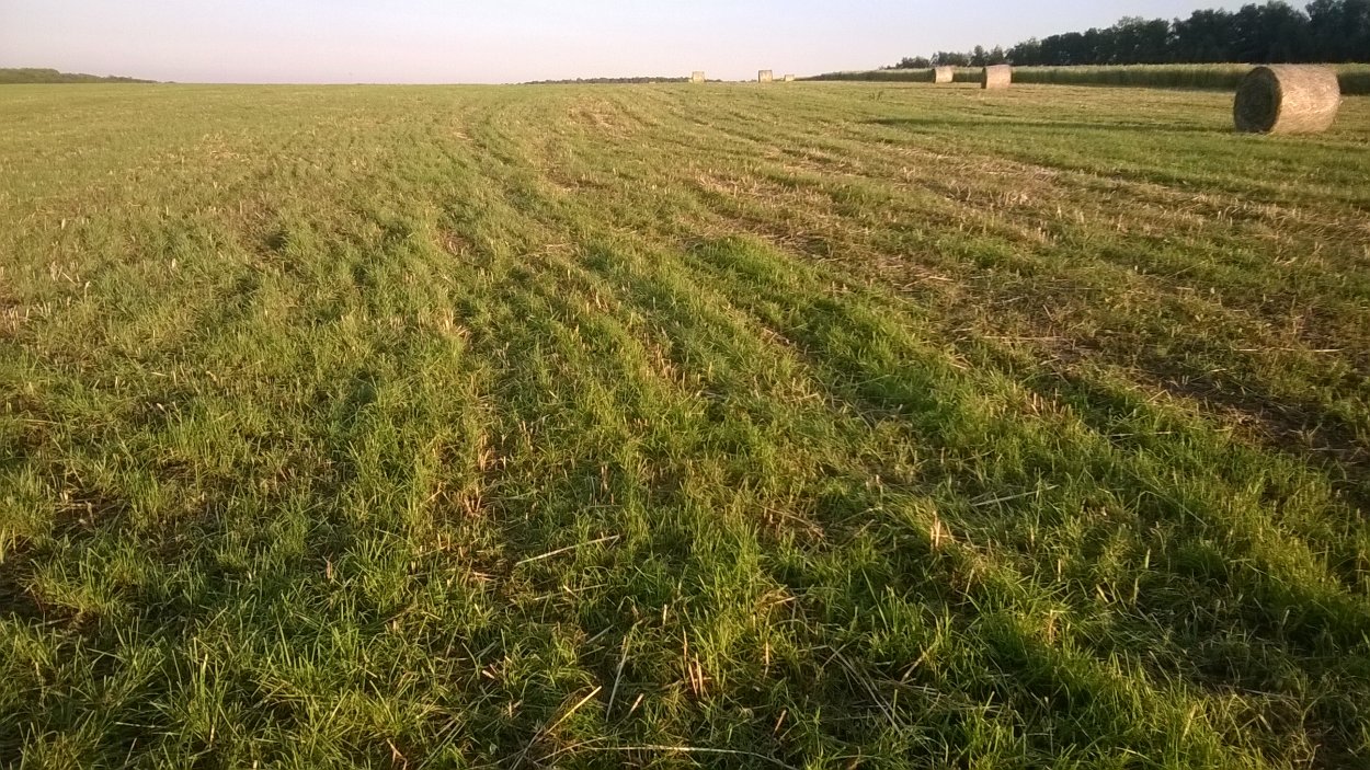 Остряк безостый семена