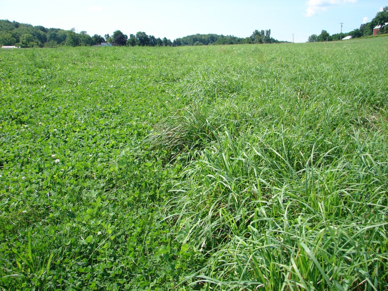 Кормовые травы Луга мятлик