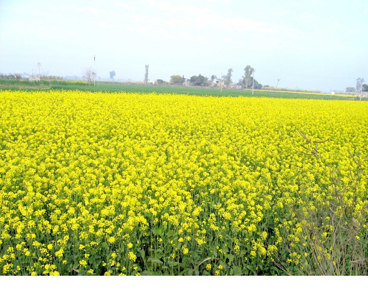 Сидераты Вика рапс