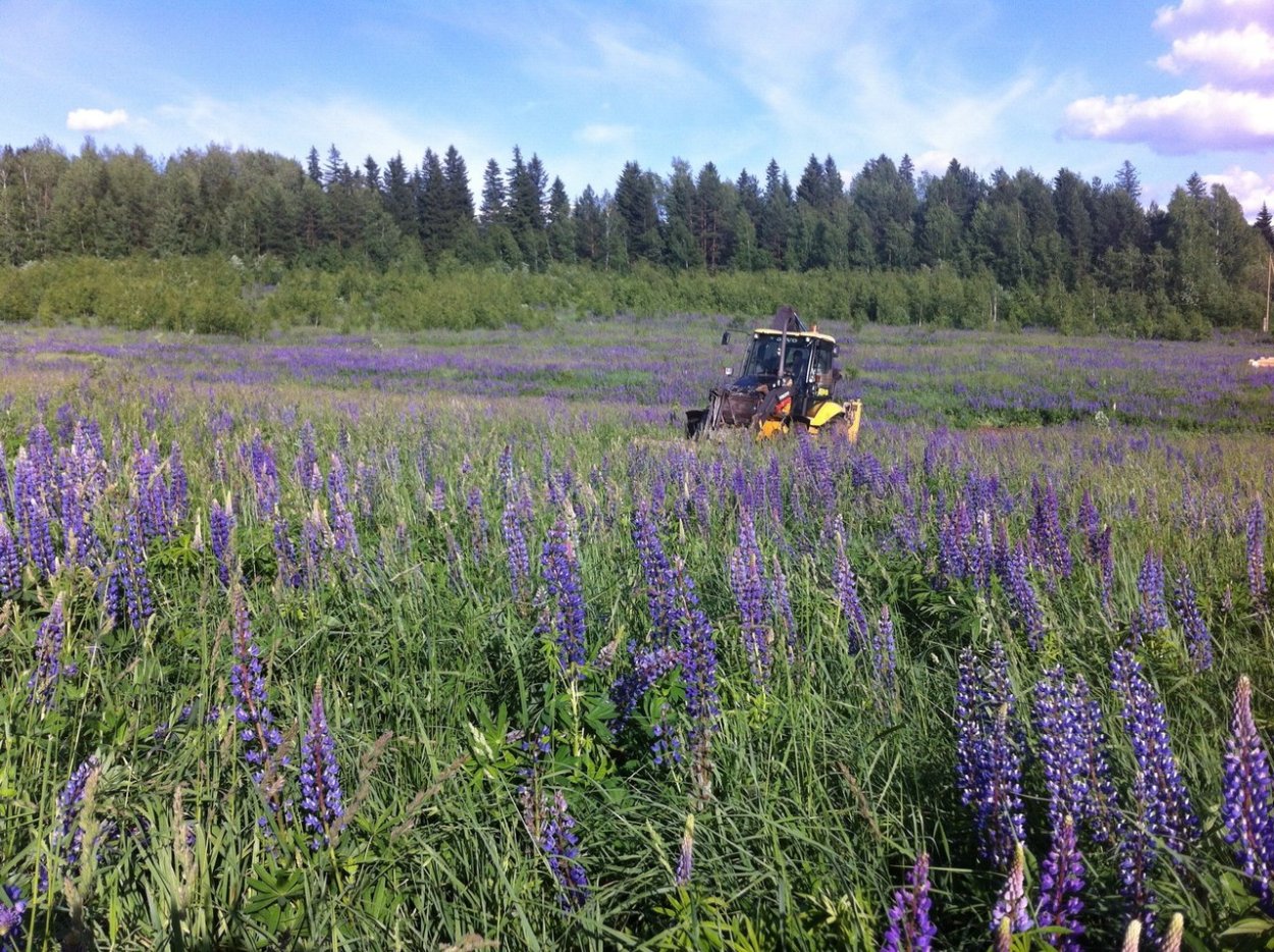 Трава сидераты Люпин