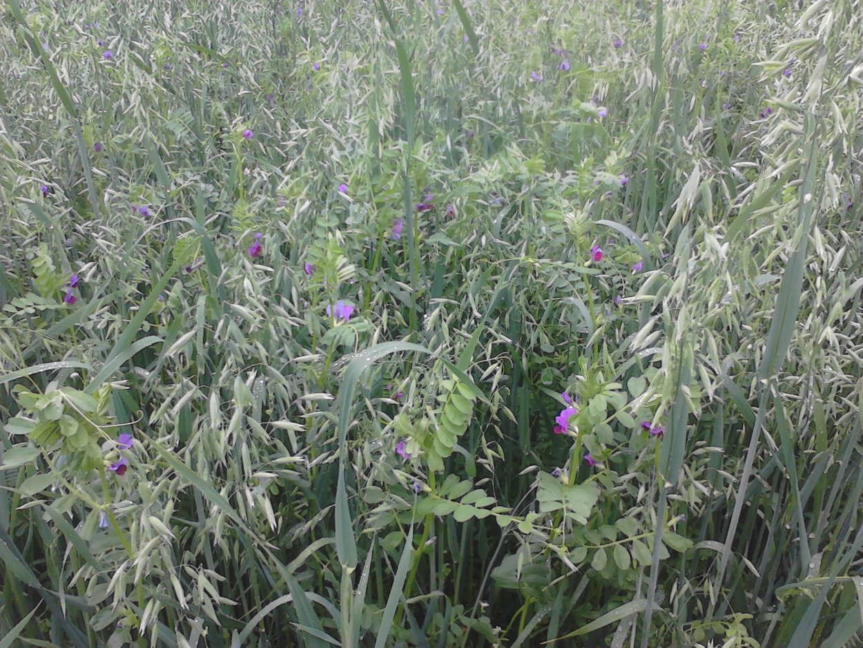 Кубань люцерна