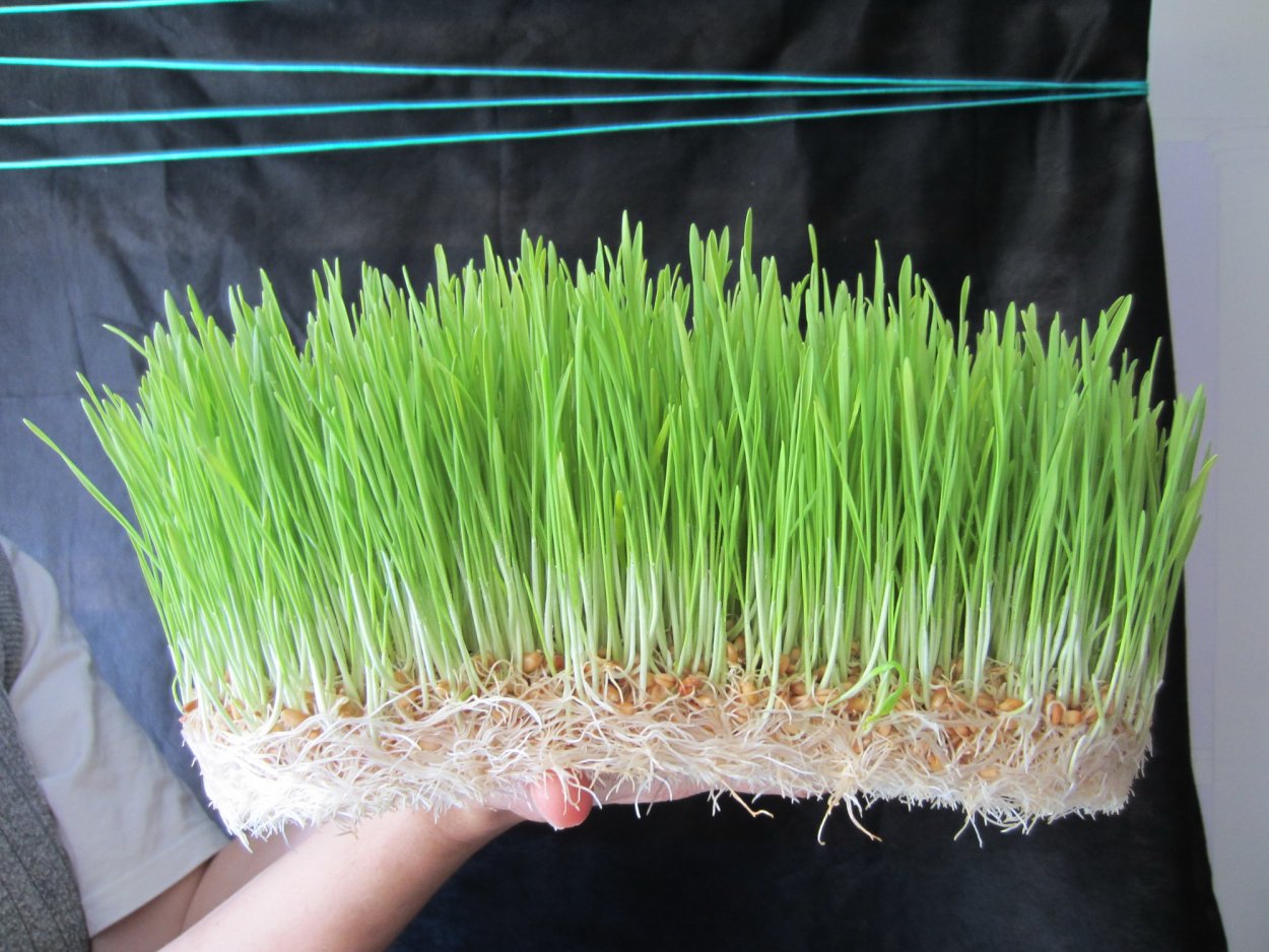 Микрозелень овес