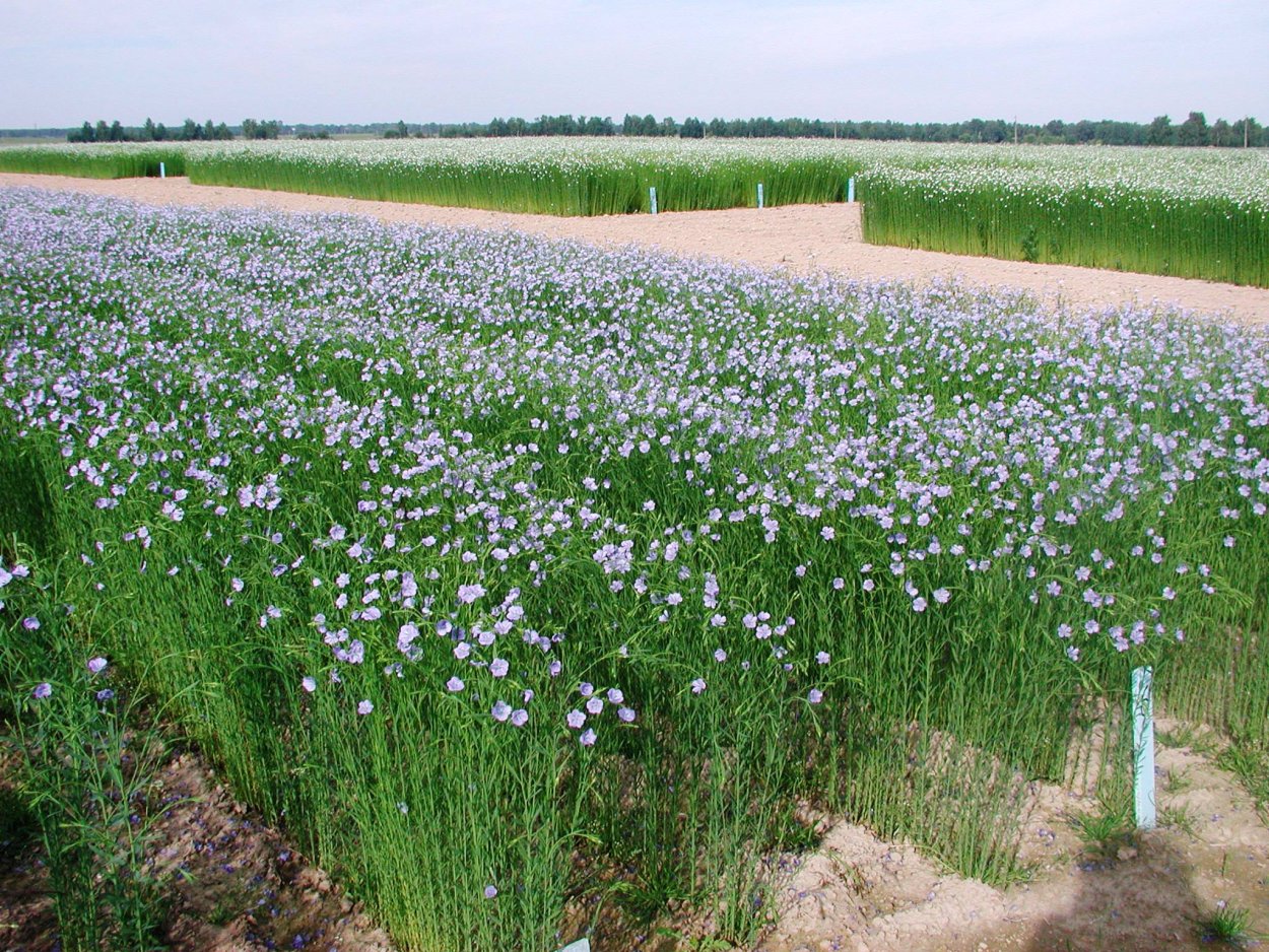 Райграс Тимофеевка