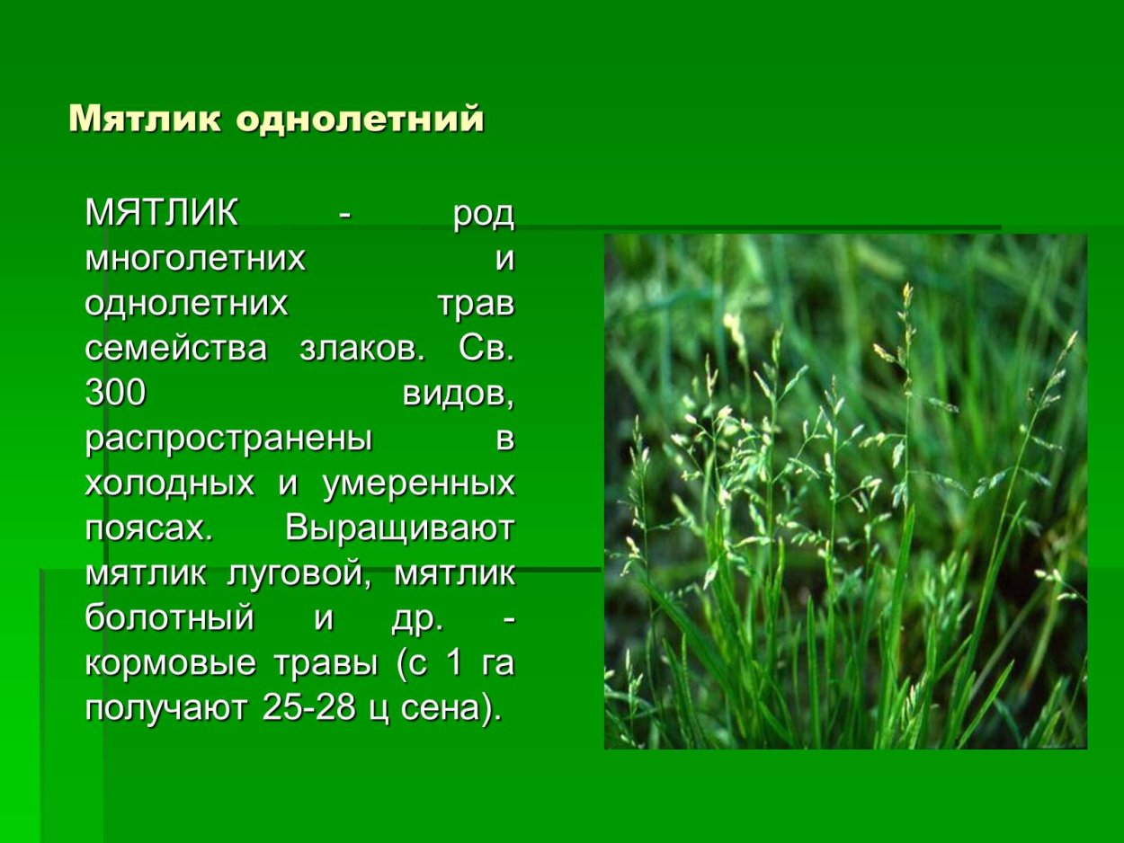 Зерновые культуры презентация