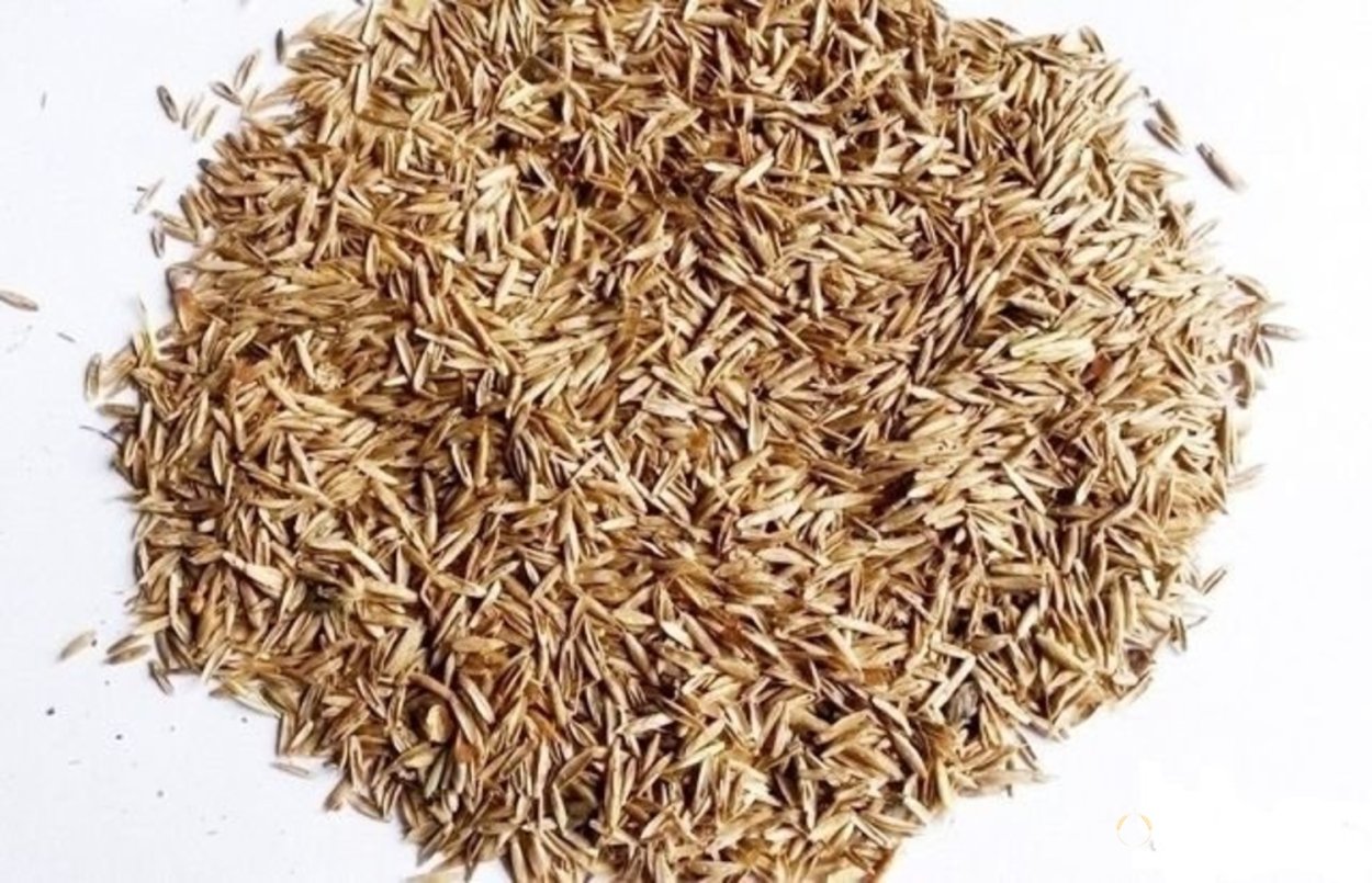 Люцерна синяя семена