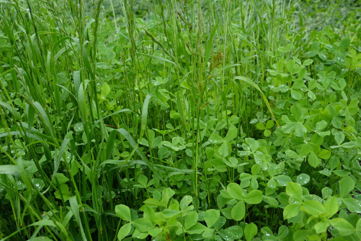 Бобово-злаковые травосмеси