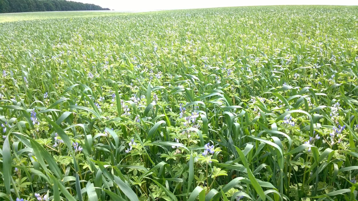 Просо сидерат