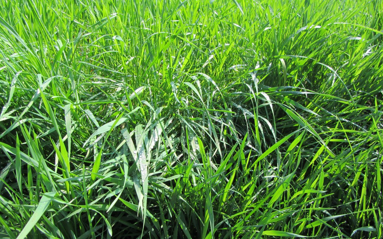 Райграс пастбищный