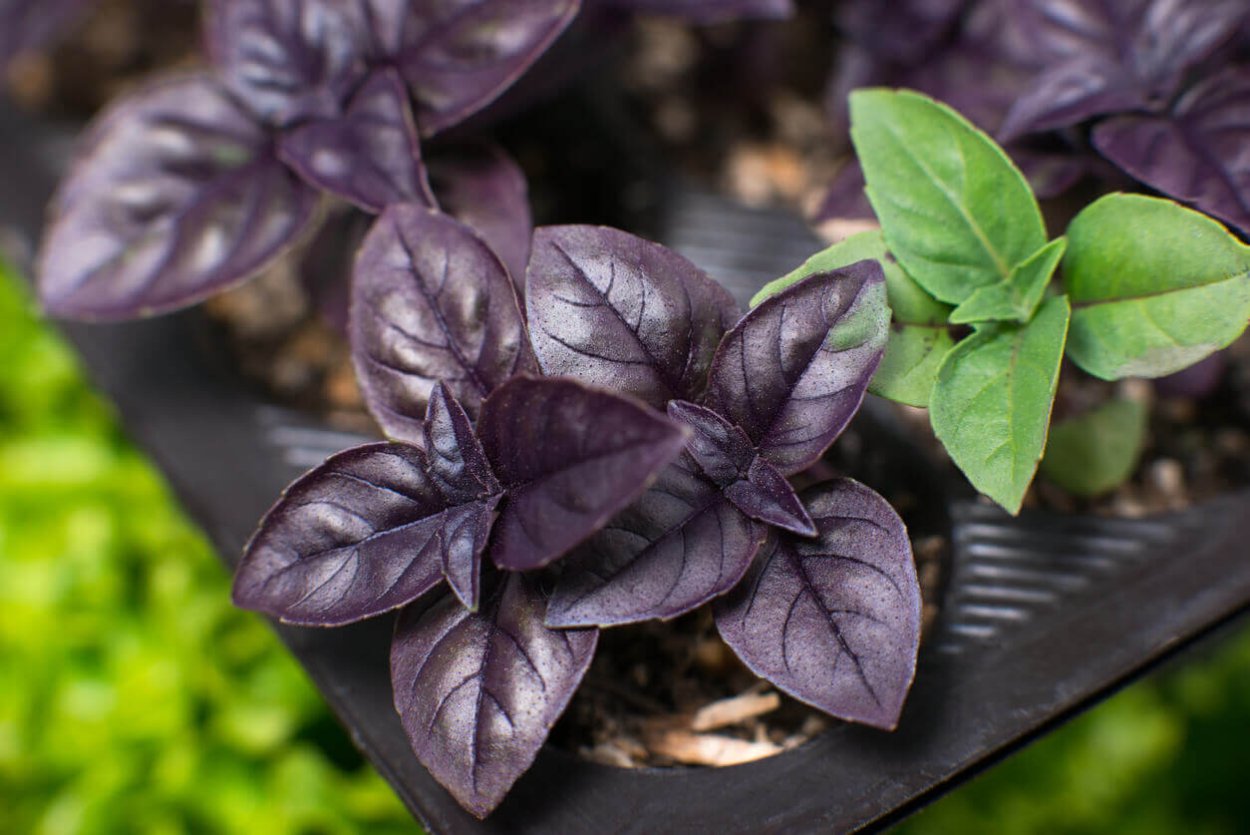 Базилик, мангольд, руккола, щавель