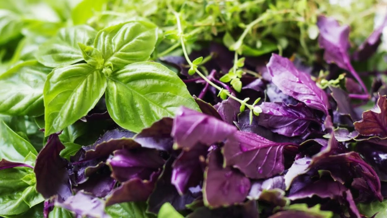 Ocimum basilicum Ботаническая иллюстрация