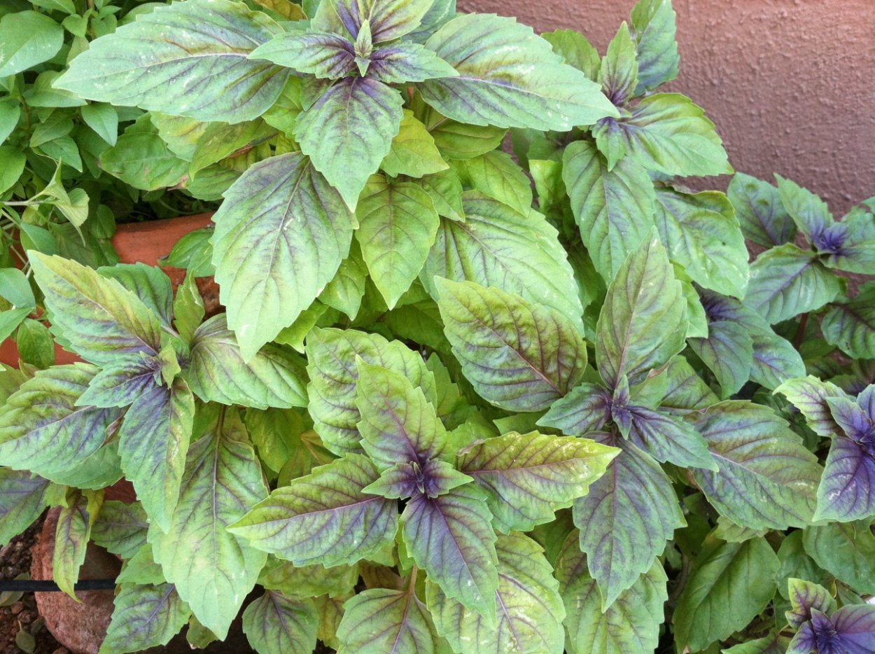 Базилик душистый цветок