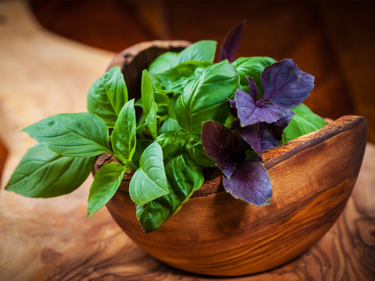 Базилик пурпурный