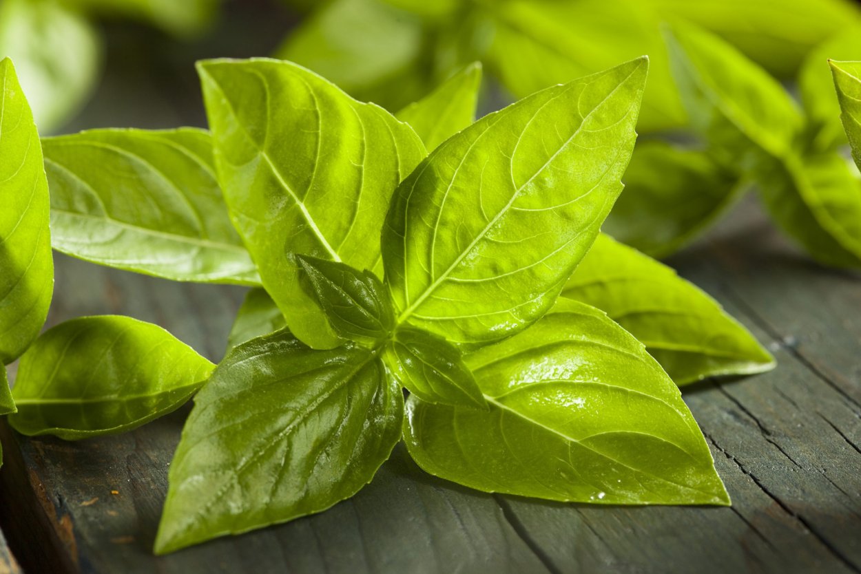 Райхон базилик