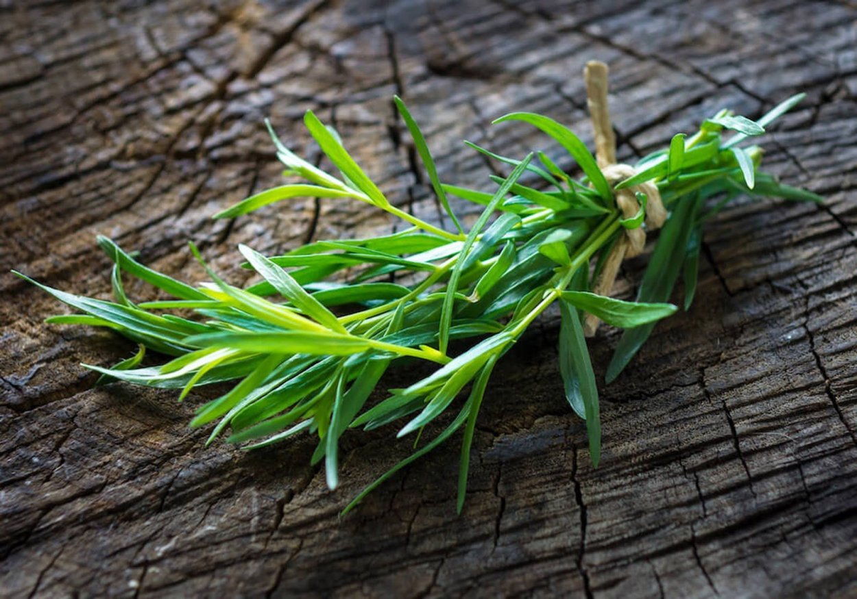 Тимьян ползучий Медок