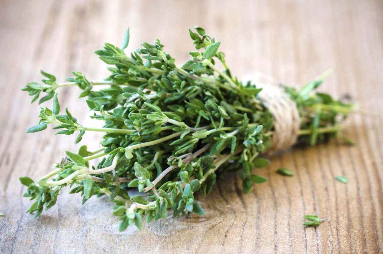 Мятлик Луговой Балин