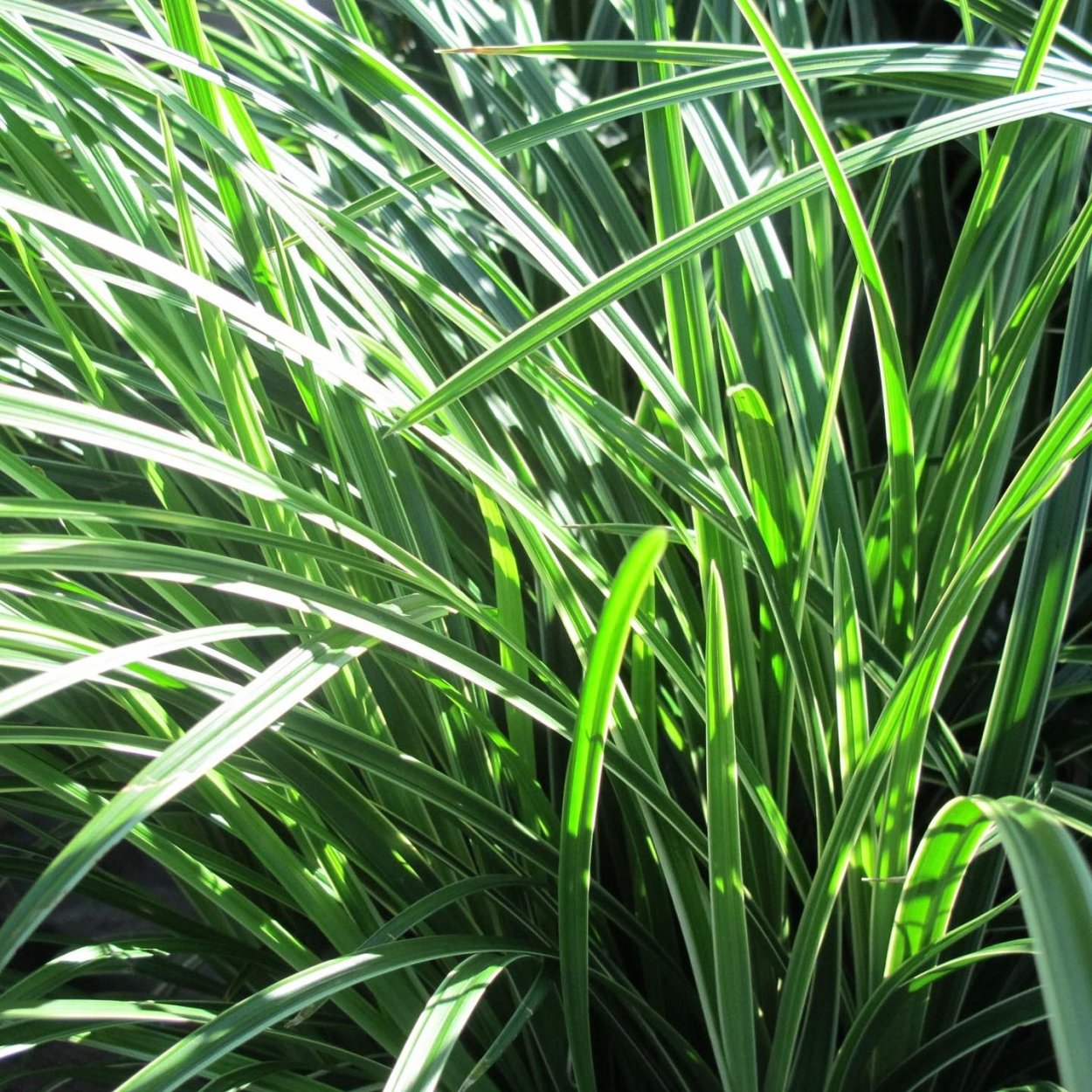 Тархун эстрагон куст