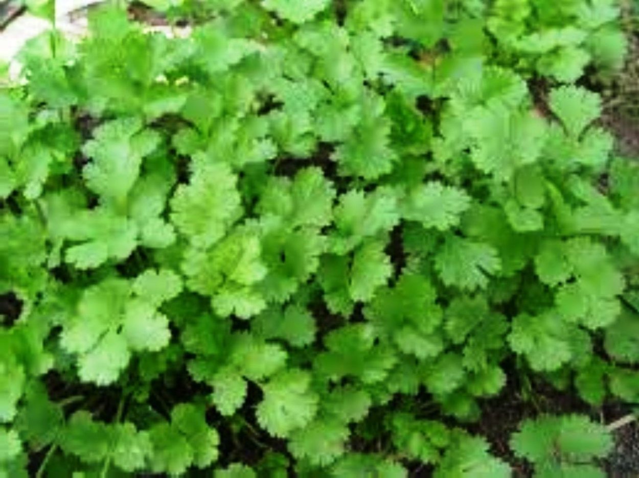 Кориандр (кинза) янтарь