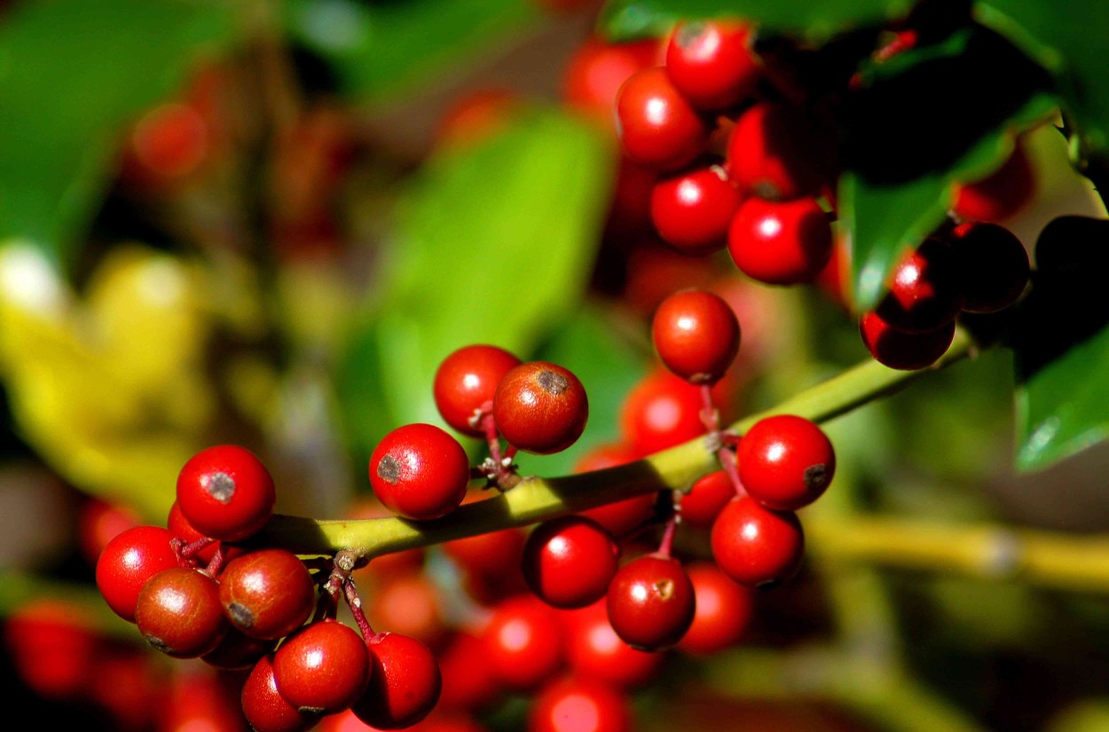 Илекс растение синий