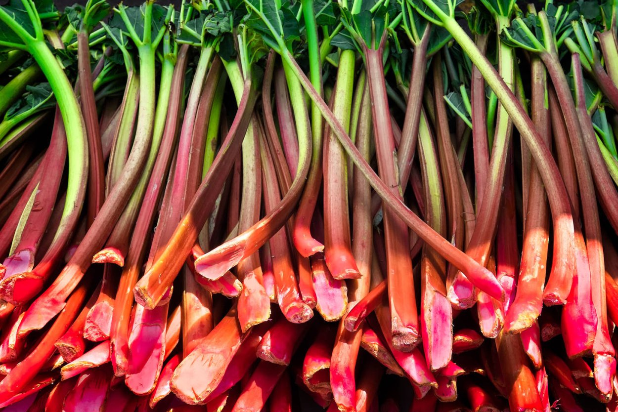 Чукри (ревень)