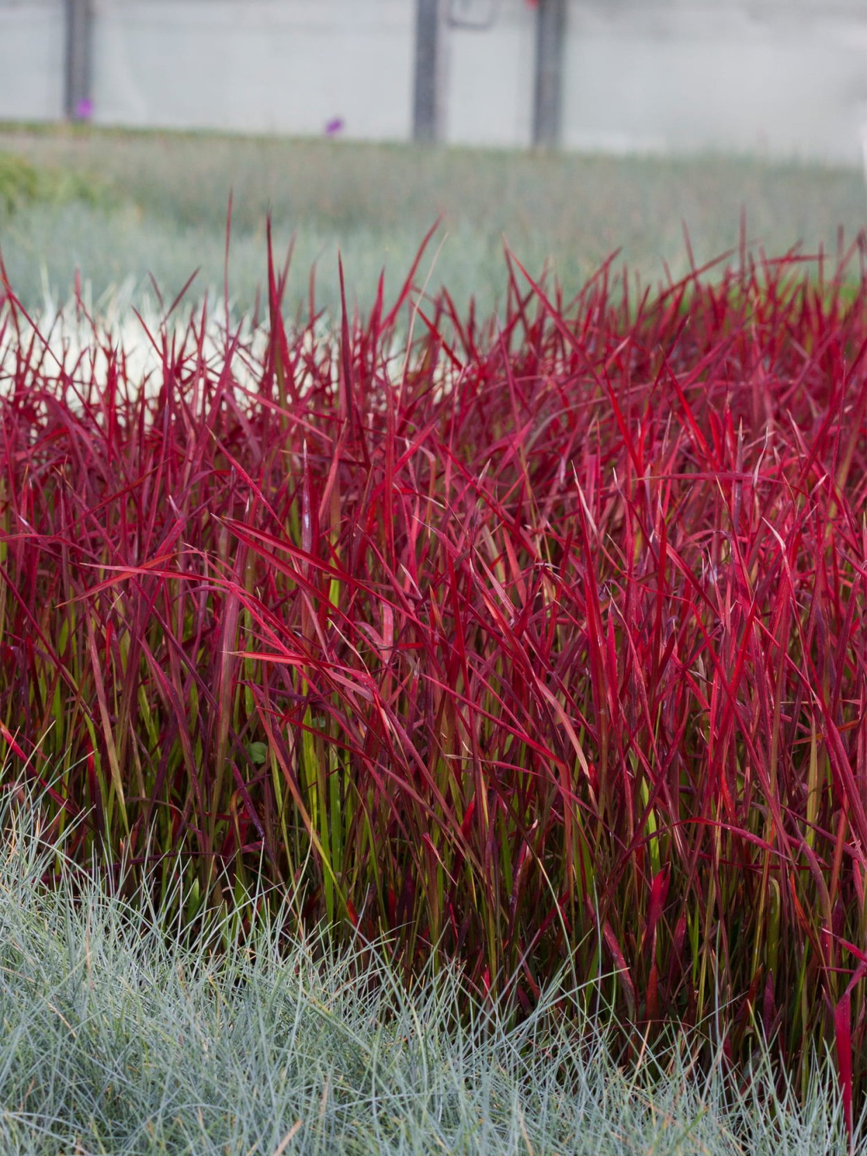 Ред Барон трава Императа