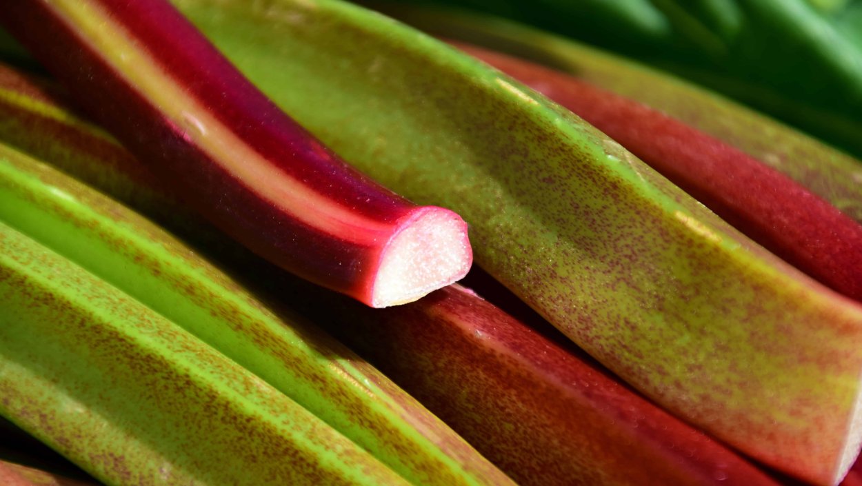 Ревень зеленый