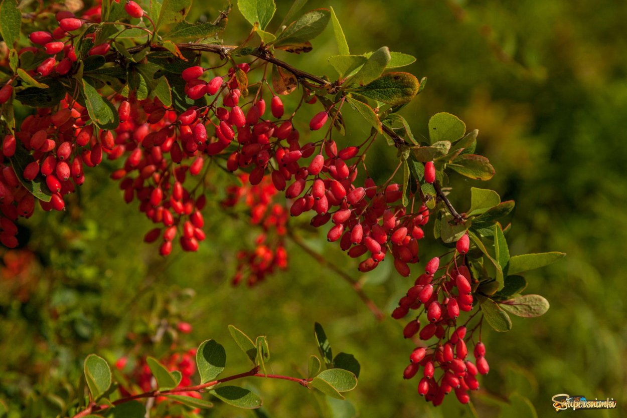 Барбарис обыкновенный пурпурный