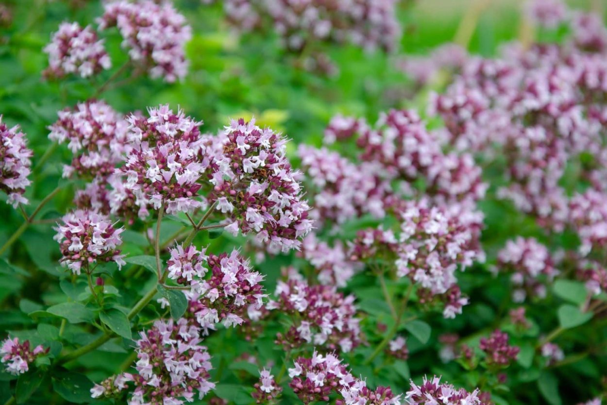 Душица обыкновенная (Origanum vulgare)