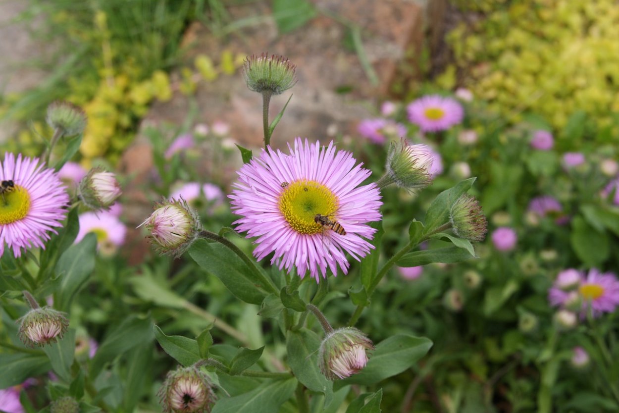 Черноголовка обыкновенная ботаника