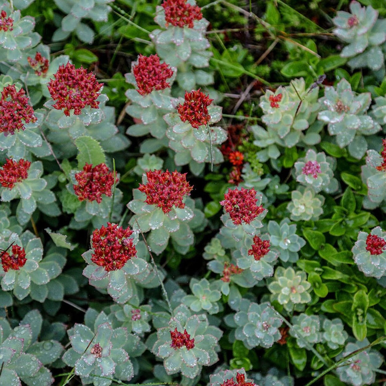 Душица обыкновенная