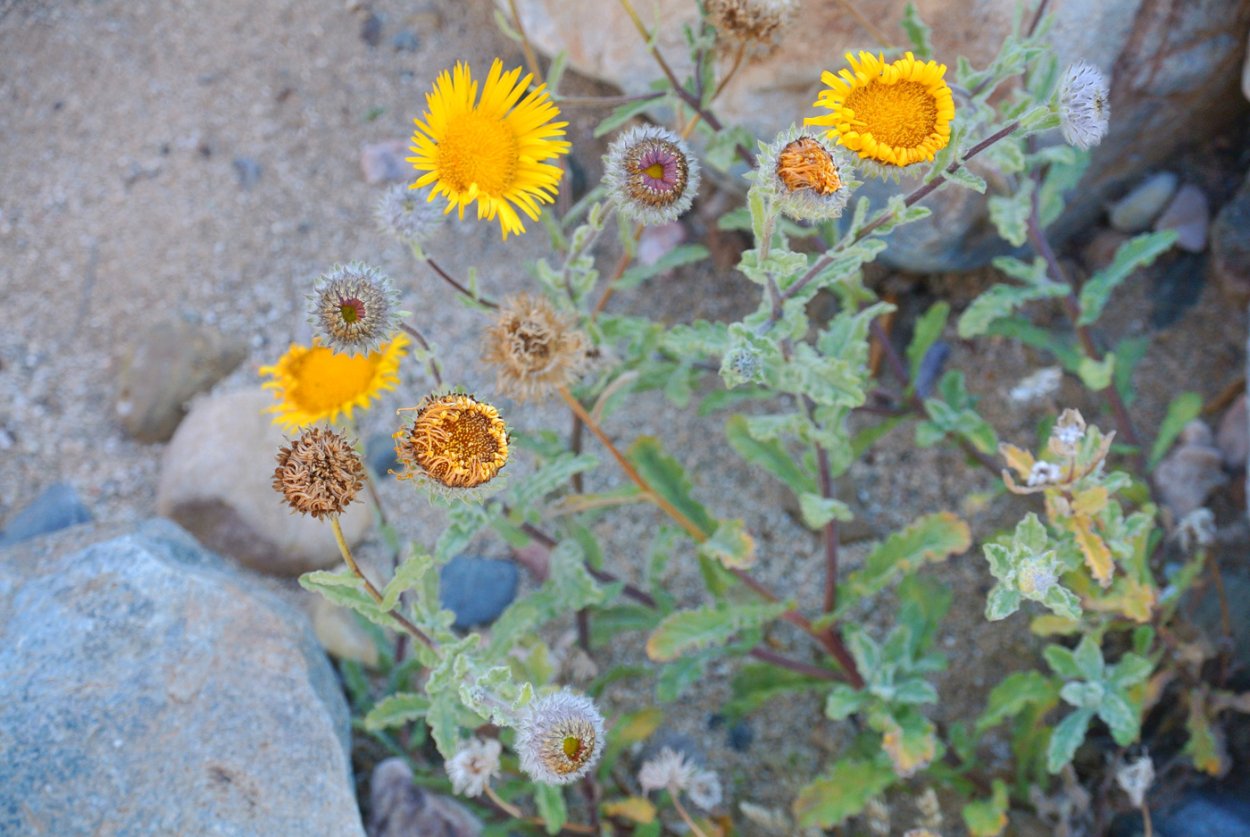 Блошница обыкновенная