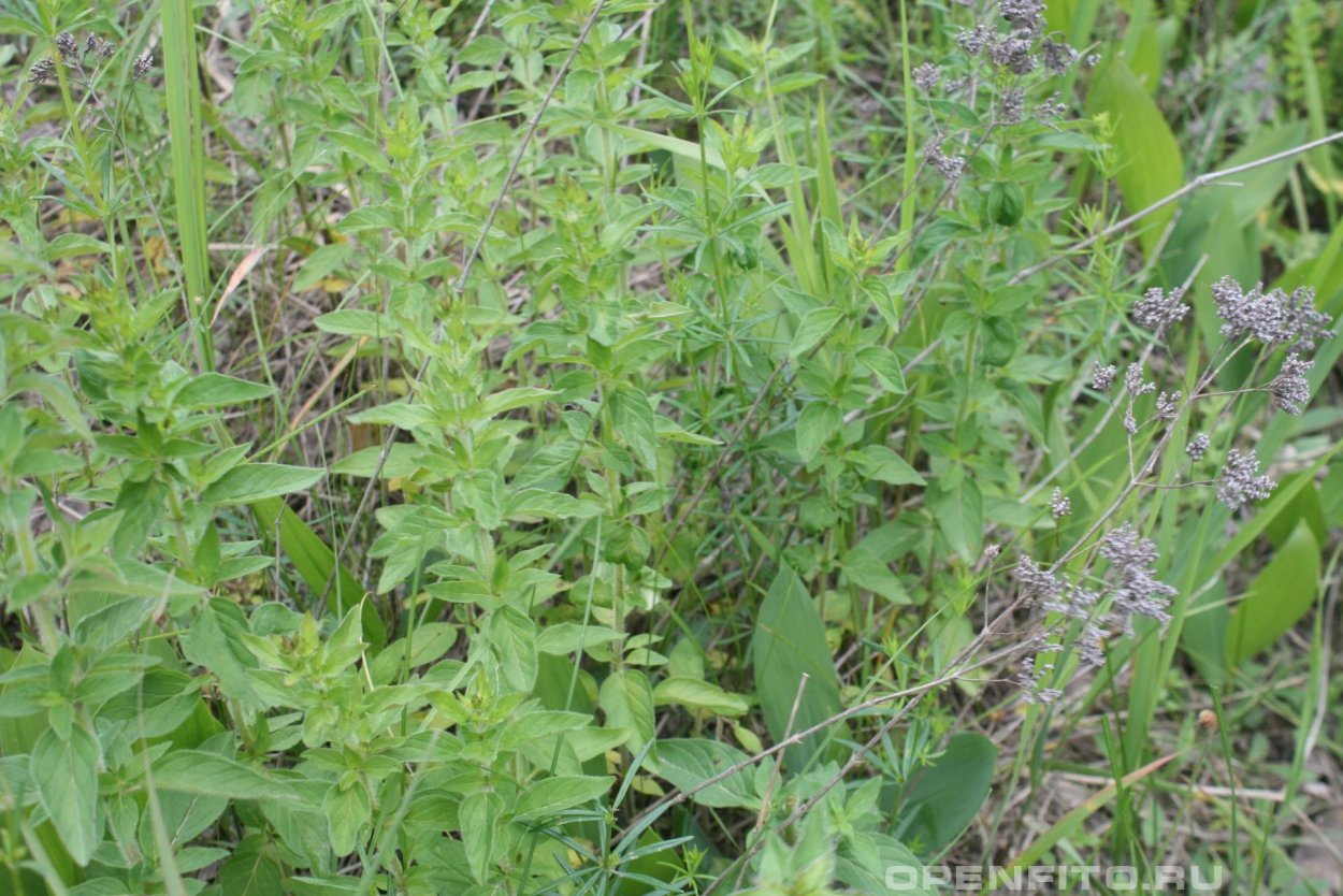 Душица тимьян майоран