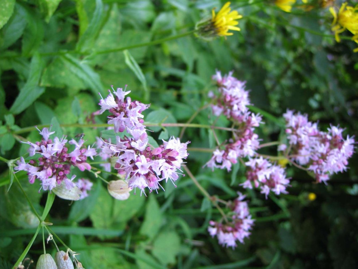 Блошница обыкновенная