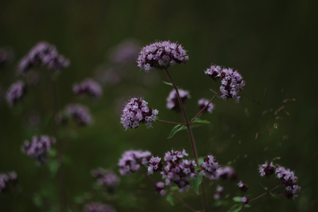 Блошница трава