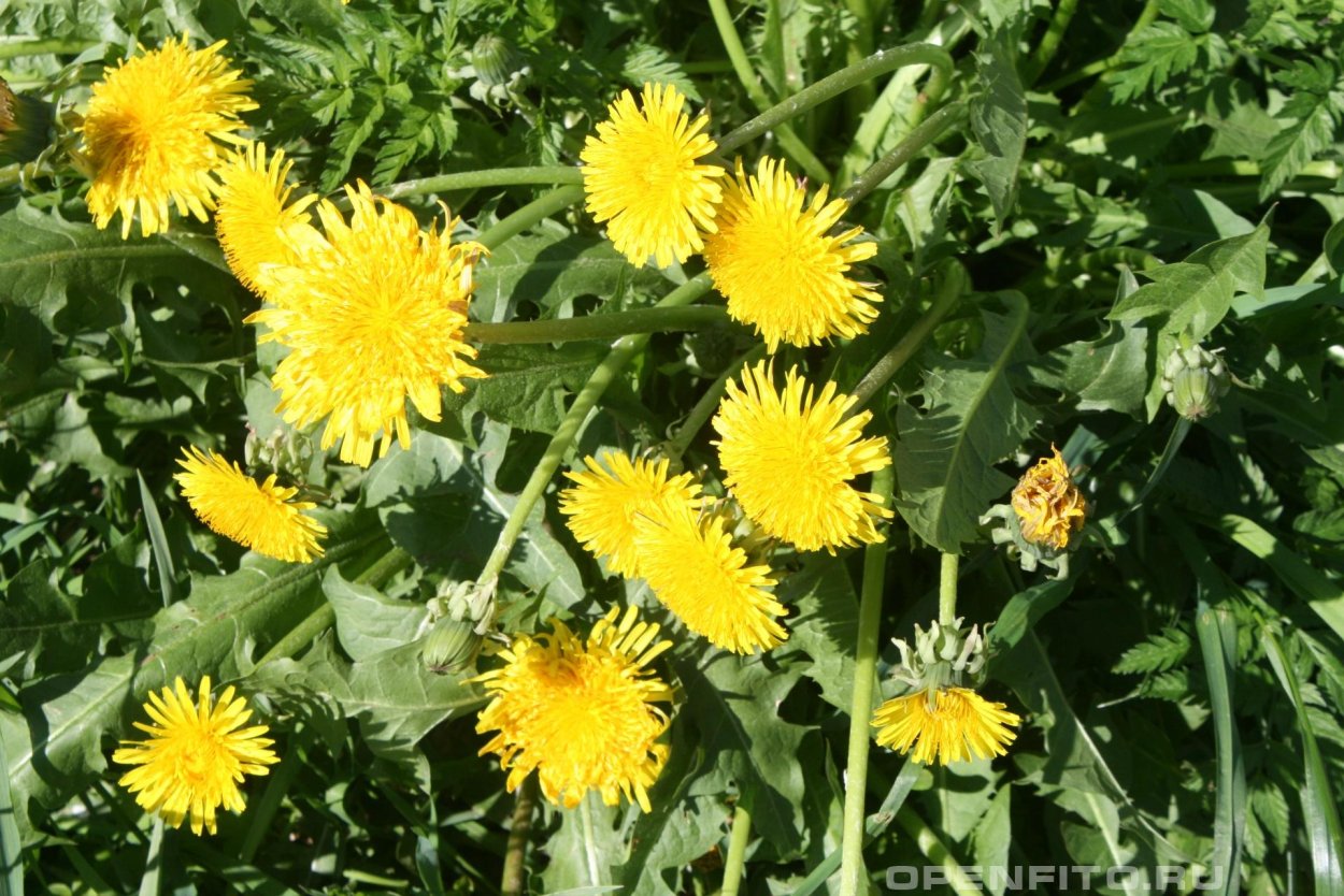 Полевые травы