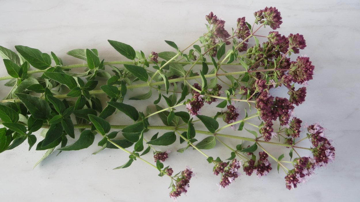 Бодяк полевой (Cirsium arvense)