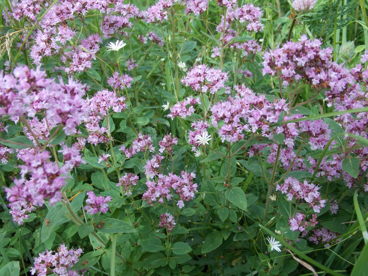 Омбало трава